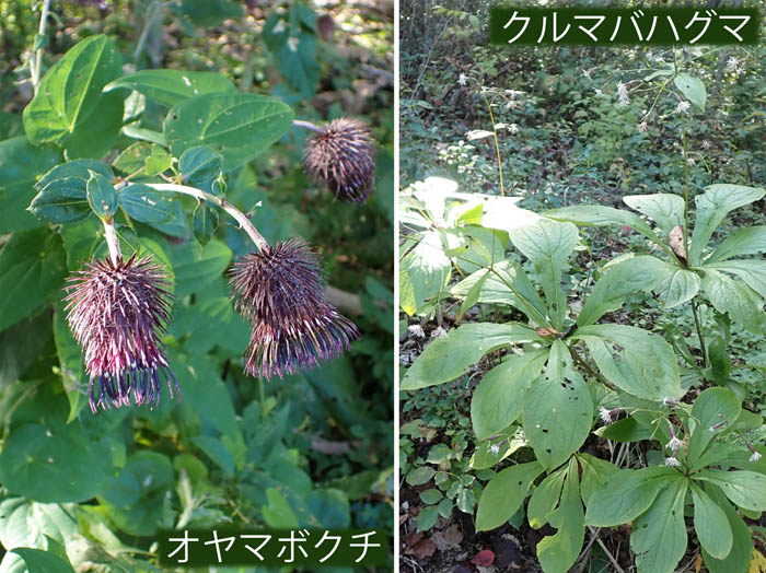 photoオヤマボクチ,クルマバハグマ：越後丘陵公園 