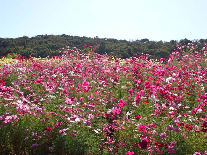 photo4満開のコスモス：越後丘陵公園 