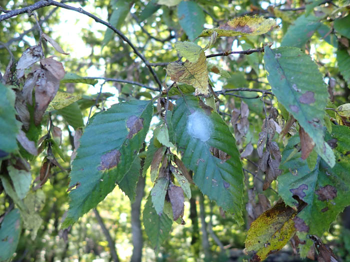 photoアカシデかな：越後丘陵公園 