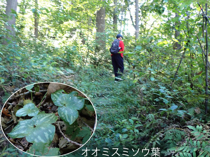 photo雪割草群生地：越後丘陵公園 