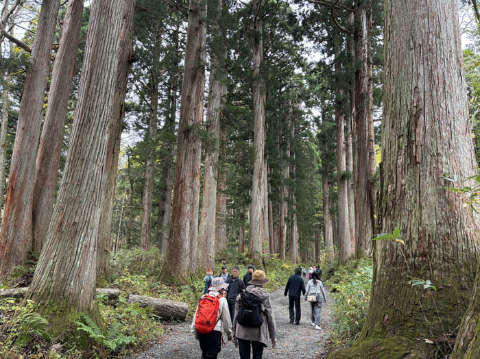 photo3杉並木の参道