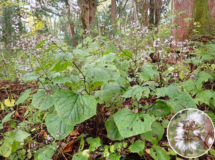 photo8オオカニコウモリ