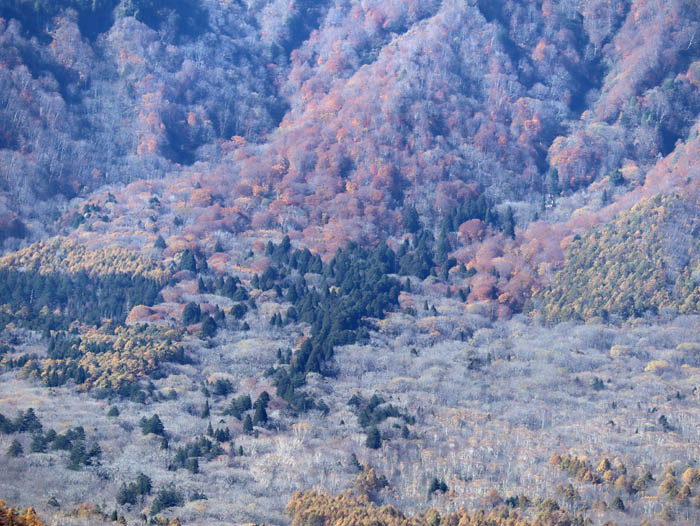 参道杉並木が見える　瑪瑙山から