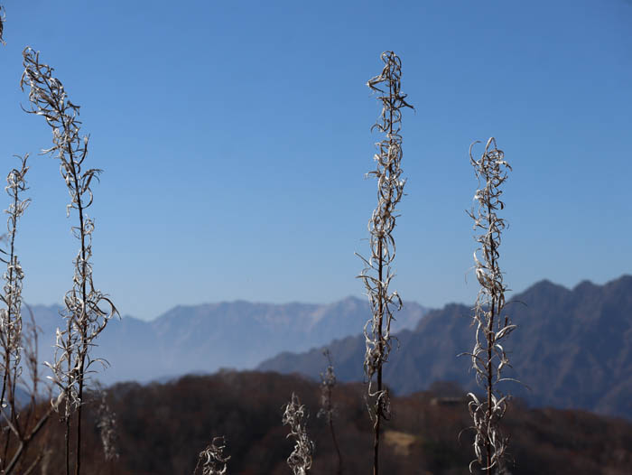 ヤナギランの花の後：瑪瑙山