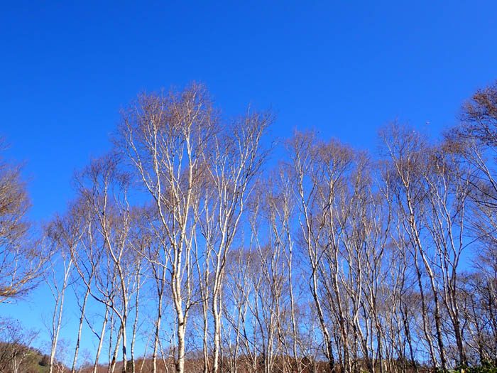 白樺　瑪瑙山