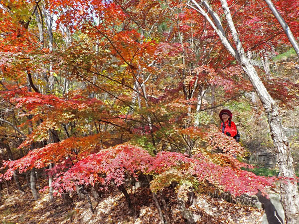 地附山の紅葉