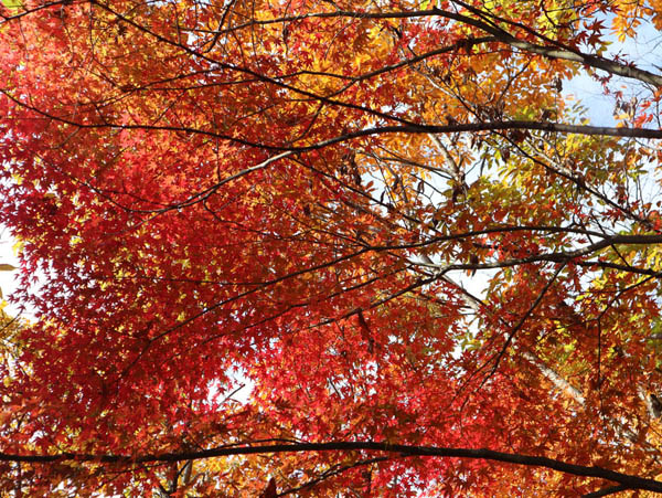 地附山の紅葉