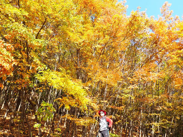 地附山の紅葉