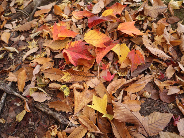 地附山の紅葉