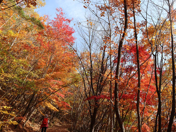 地附山の紅葉