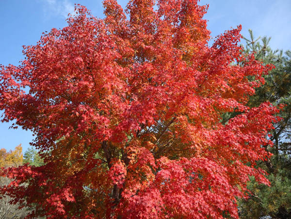 地附山の紅葉