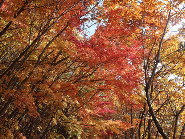 地附山の紅葉