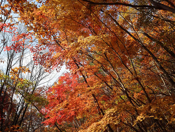 地附山の紅葉