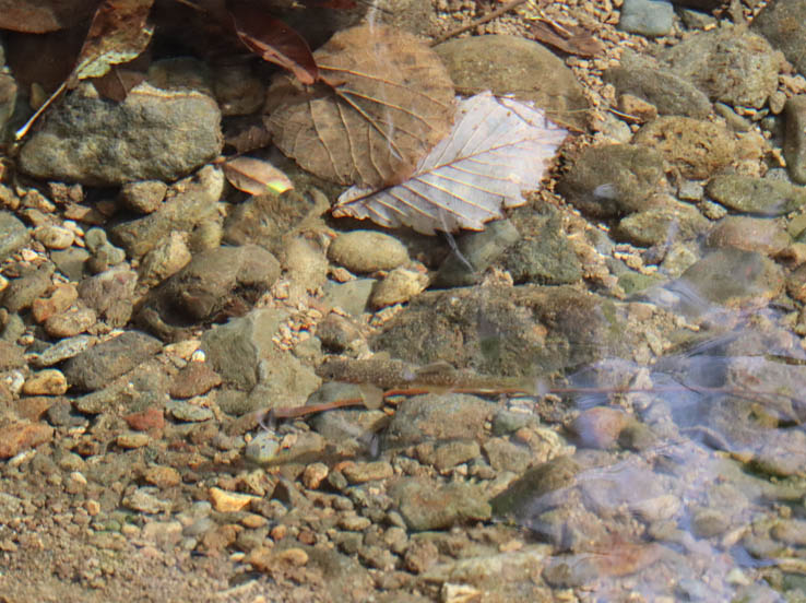 photoイワナの稚魚：鏡池周遊