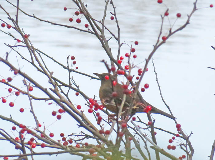 photo赤い実を食べる小鳥：鏡池周遊