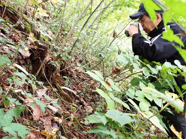 photo4スッポンタケ群生発見：地附山 