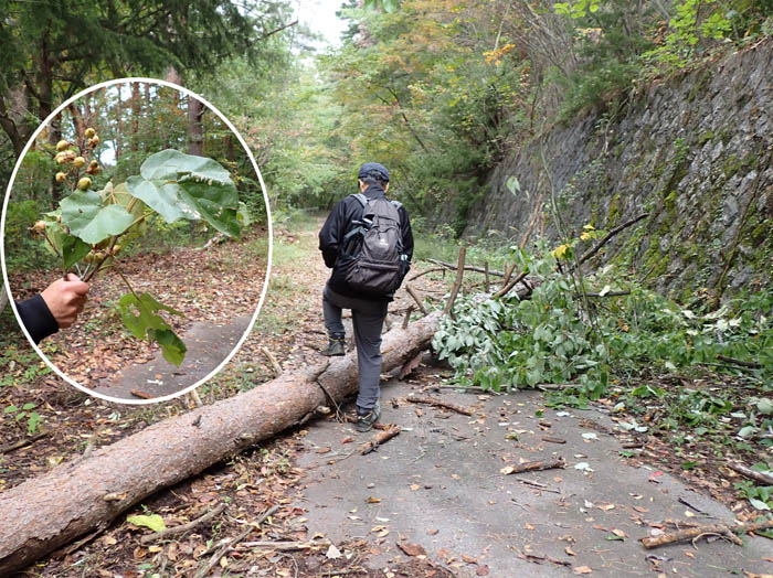 photo5倒木に巻き込まれたキリの実：地附山 