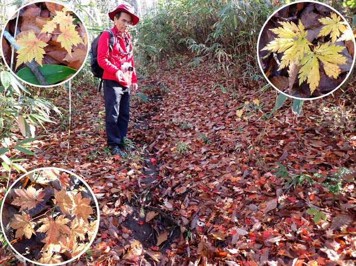 photo4紅葉に染まった道：瑪瑙山