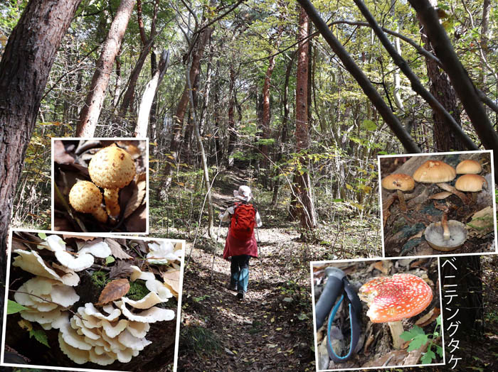 photo15森の中はキノコがいっぱい：地附山 