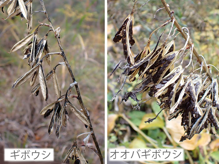 photo14ギボウシとオオバギボウシの実：地附山