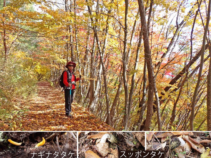 photo15紅葉の始まった道,スッポンタケなど：地附山