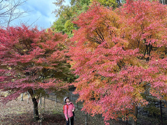 photo3公園のもみじが真っ赤：地附山