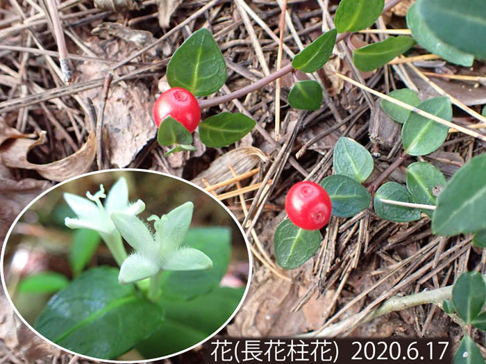 photo二つの花の跡が残るツルアリドオシ実：大峰山 