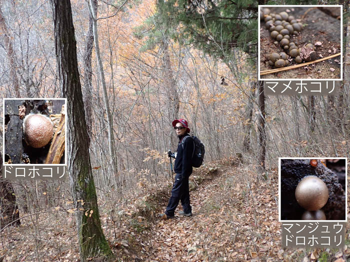 photo13粘菌が隠れていそうな森：地附山 