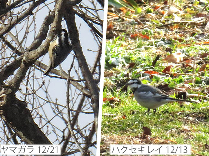 photo4ヤマガラは樹上、ハクセキレイは地上：地附山 