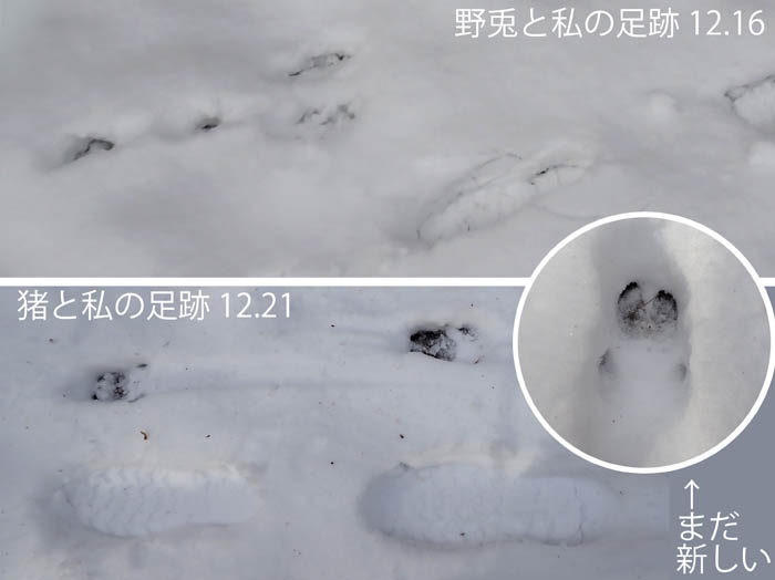 photo7雪面に残る動物の足跡：地附山 