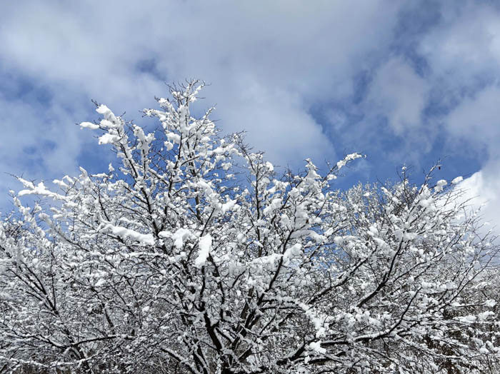 photo1桜の木に雪の花：地附山 