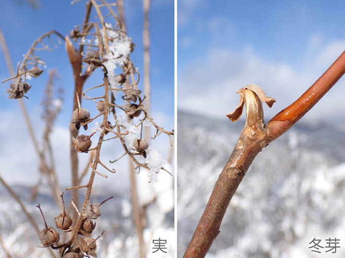 photo4リョウブの実と冬芽：地附山 