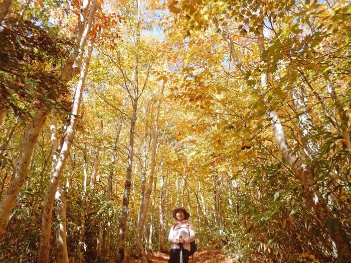 photo・カンバとブナの紅葉・焼額山登山道