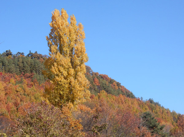photo・地附山公園のポプラの木
