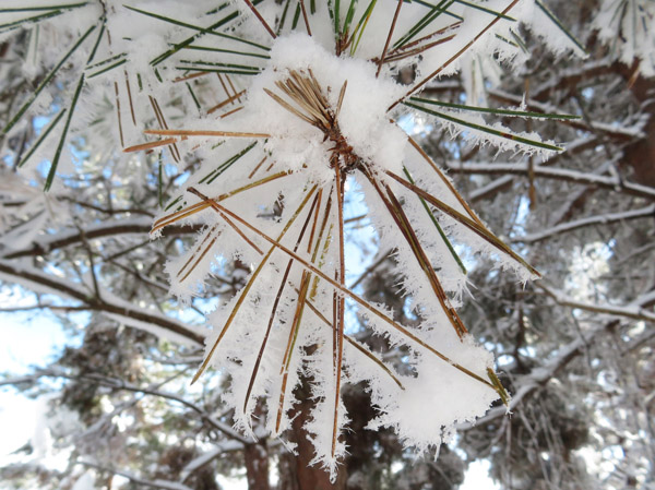 photo・雪の造形。松の葉。
