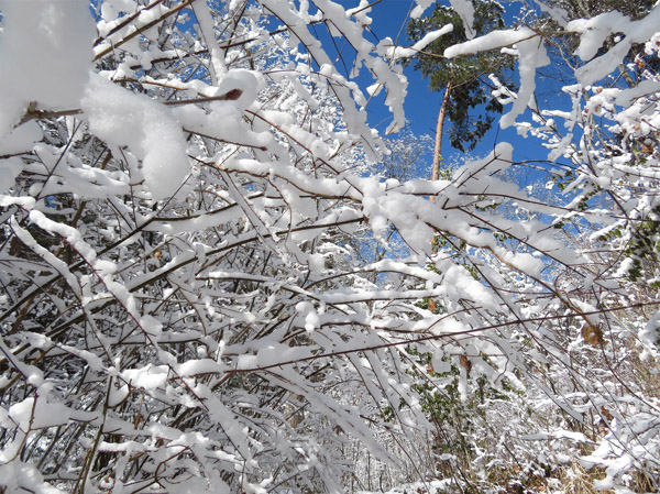 photo・枝に積もった雪