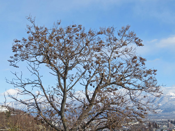 photo・桐の木