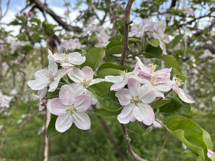 リンゴの花