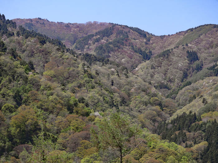 富士の塔山方面