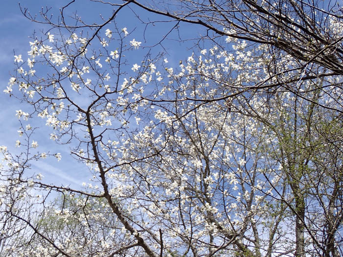 photo11コブシが満開