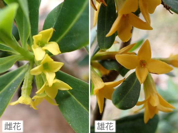 photo13ナニワズの雄花,雌花