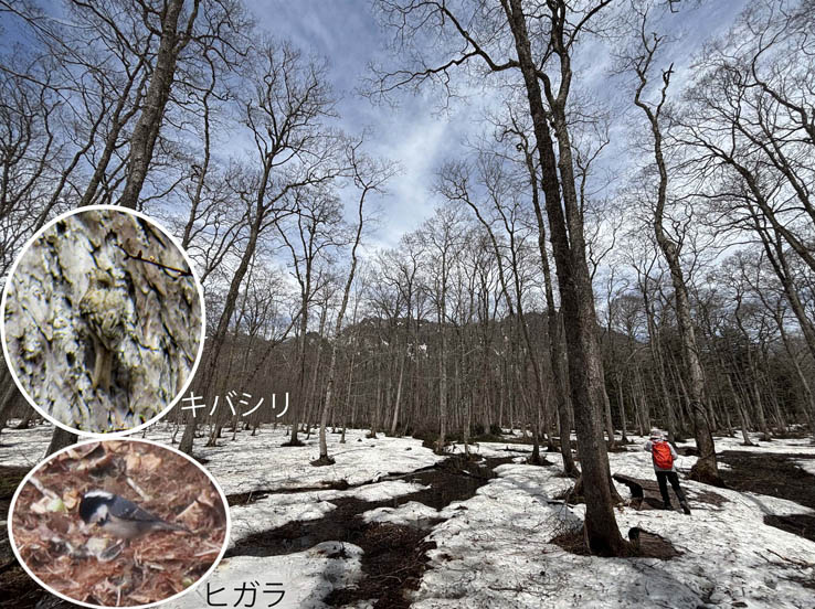 photo6木道も雪が被っている