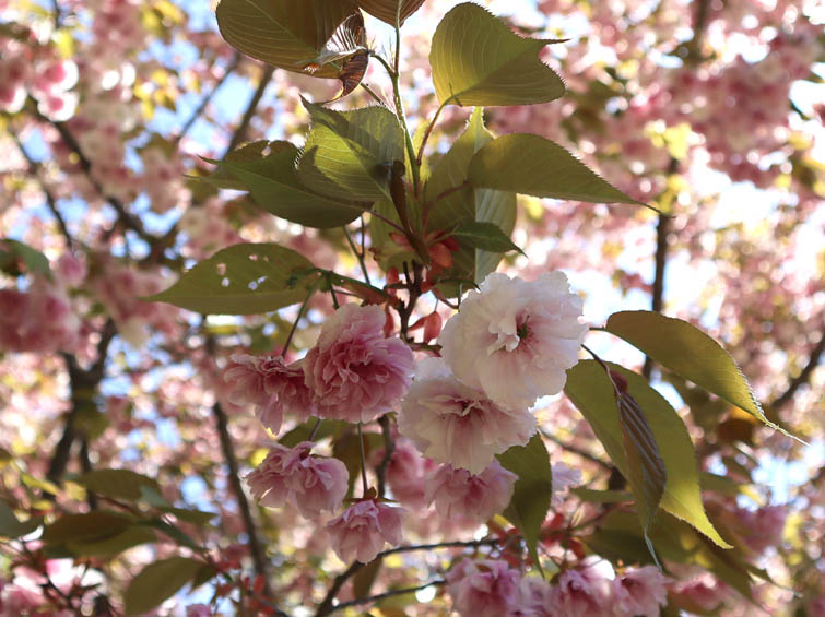 八重桜