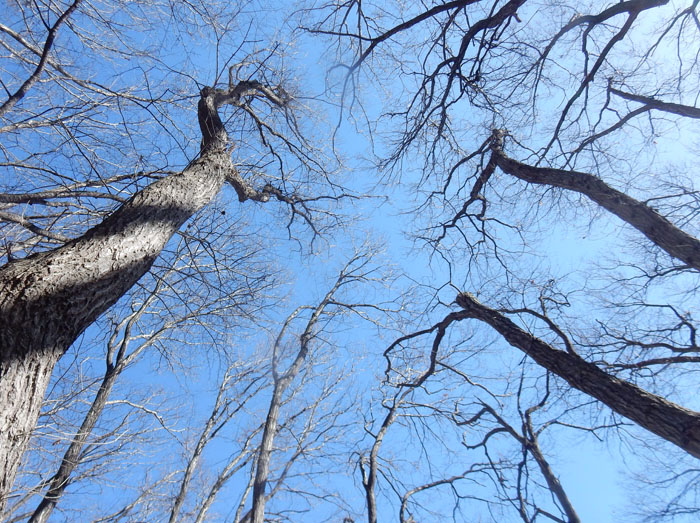 photo・青空に木の枝