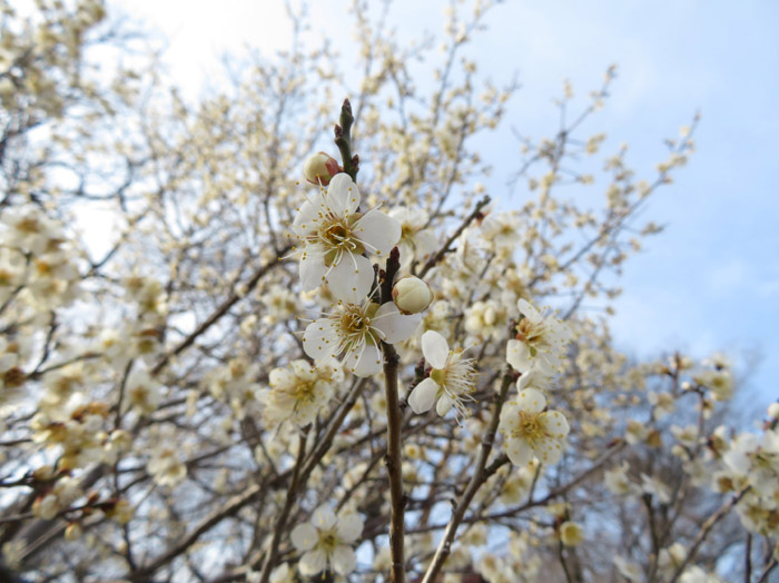 photo・梅の花
