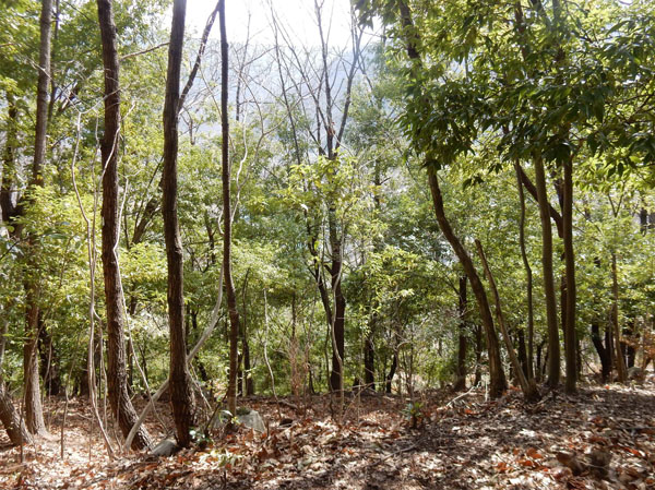 photo・常緑樹・シラカシの森