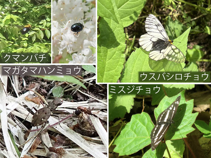 photo6昆虫も賑やかに活動