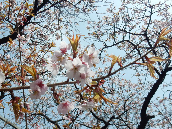 photo・桜