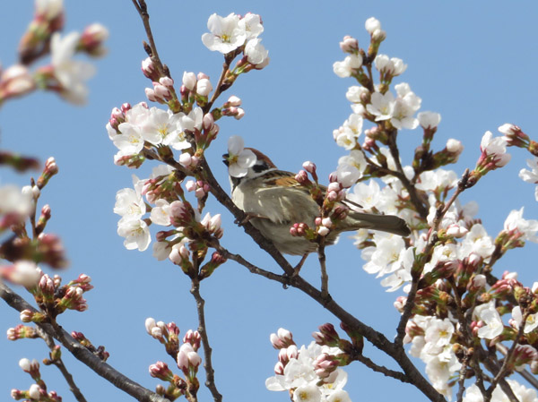 photo・桜の花を啄むスズメ　城山公園