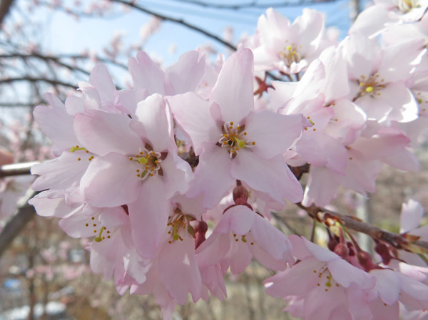 photo・ピンク色の桜　城山公園